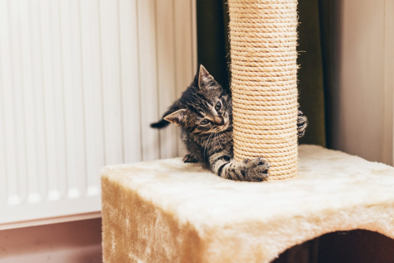 Cat Tree vs Scratching Post