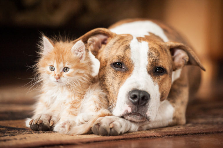 Pictures Of Cats And Dogs Together