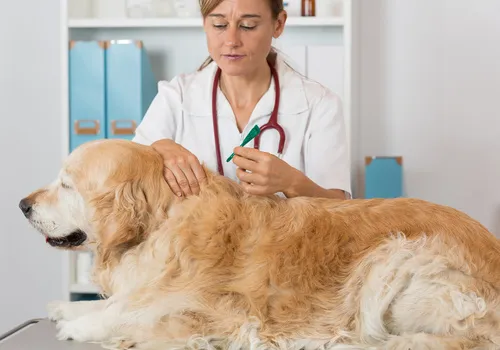 Leishmaniasis of Dogs Veterinary clinic