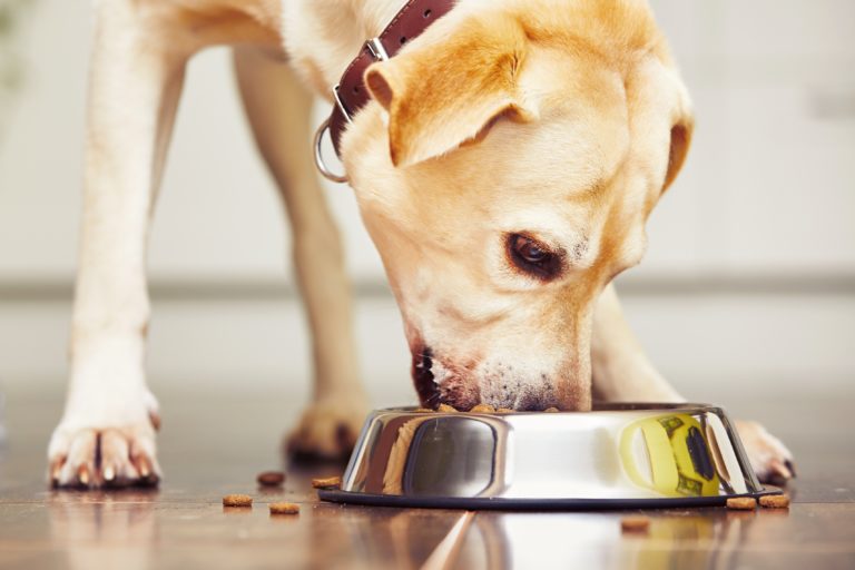 Give your rescue dog space at mealtimes