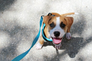 Training puppies to be relaxed on the lead