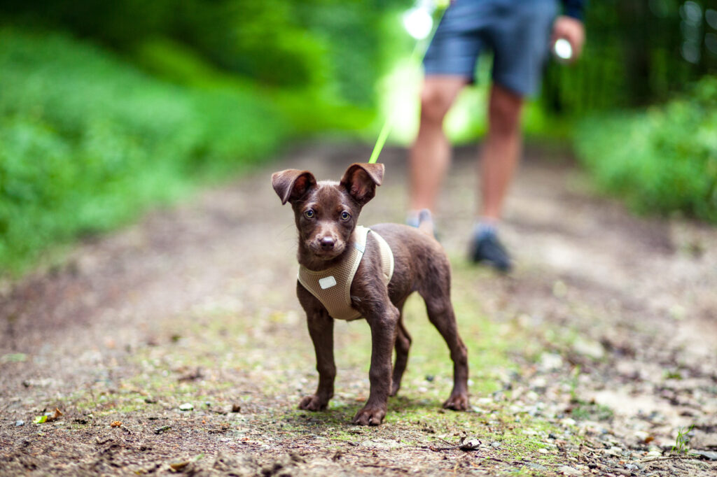 Little puppy on a walk