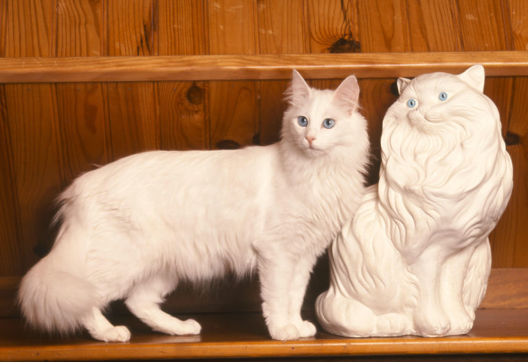 turkish angora cat