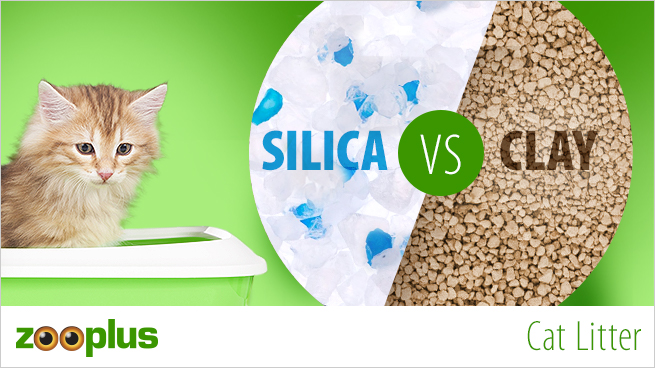 Cat Litter – Clumping or Silica Cat Litter