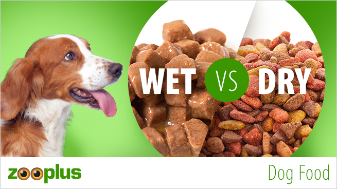 Dog Dry Food Versus Wet Food