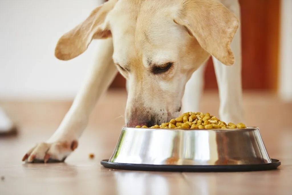 Dry food for dogs