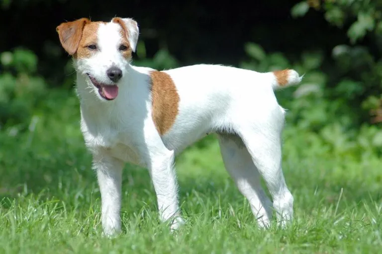 Parson Russell Terrier standing alert, showing its square, athletic build and compact chest ideal for agility and fox hunting