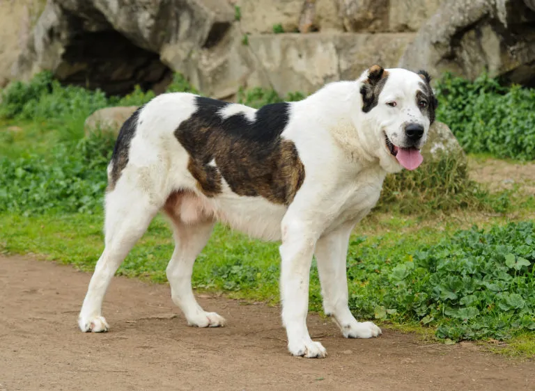 Central Asian Shepherd Dog with thick undercoat and long topcoat, showcasing typical coat texture and regional color variation