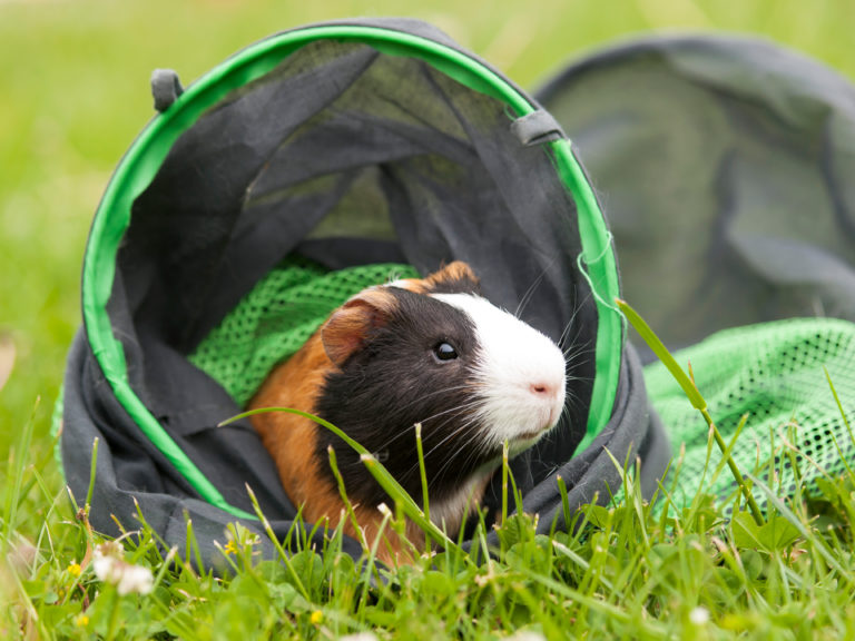Guinea pig in tunnel