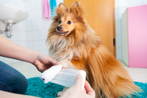 Dog Health Care First Aid