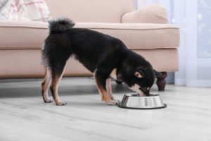 The Right Dog Food for Joint Disorders