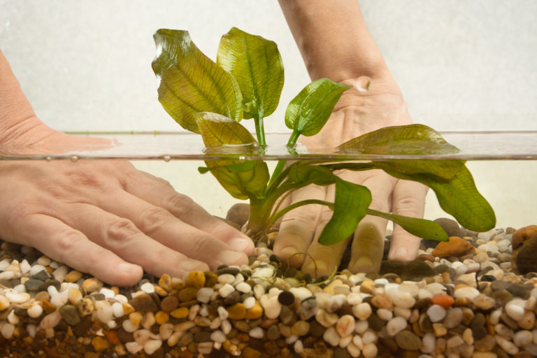 Aquarium Plants starter guide