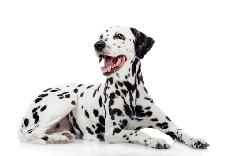 Dog Dalmatian Breed