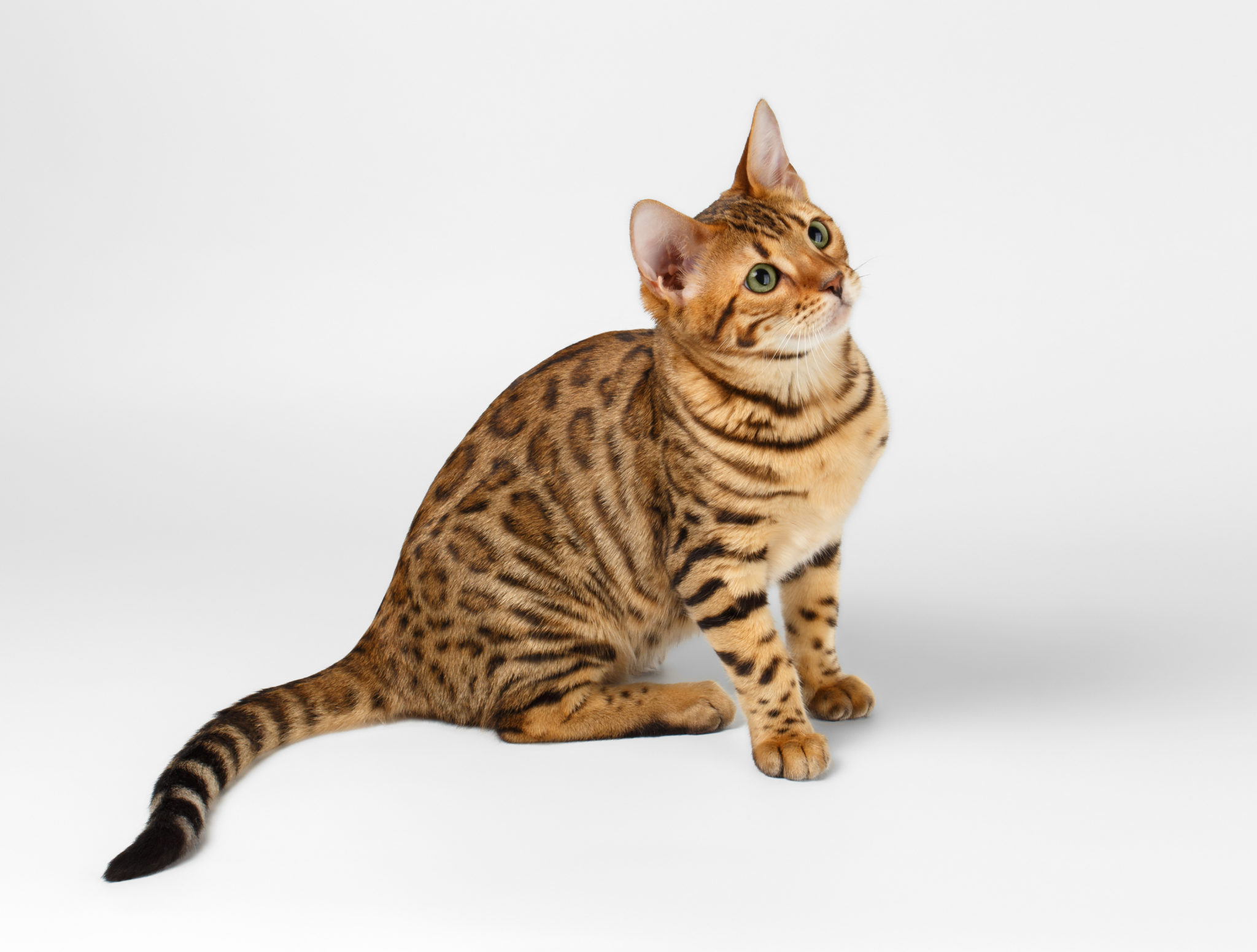 Bengal Cat Colors - Royal Bengal Cattery - Bengal Cats and Kittens