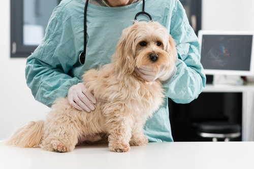 bacterial diseases in dogs