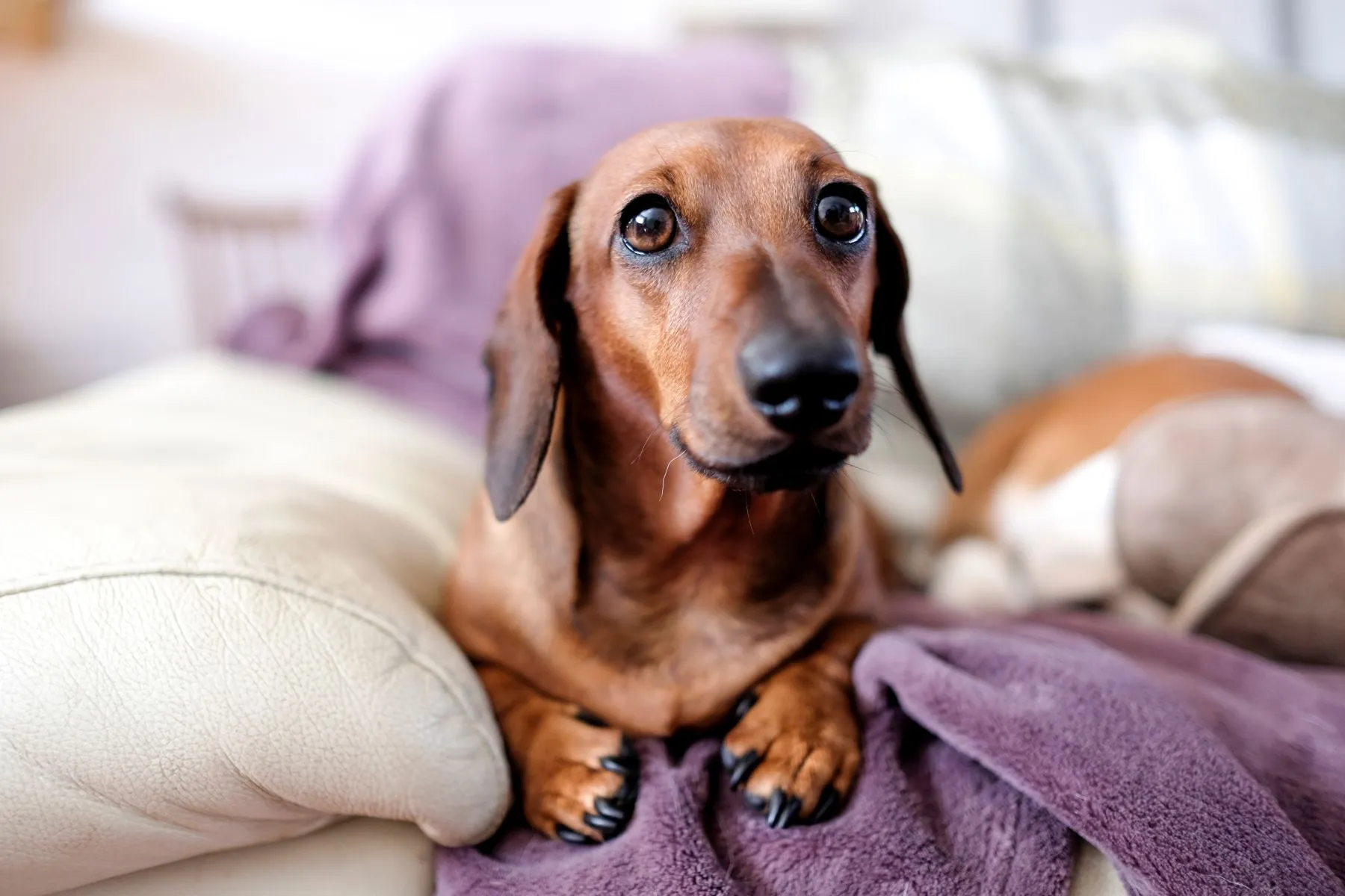 Dachshund dog at home