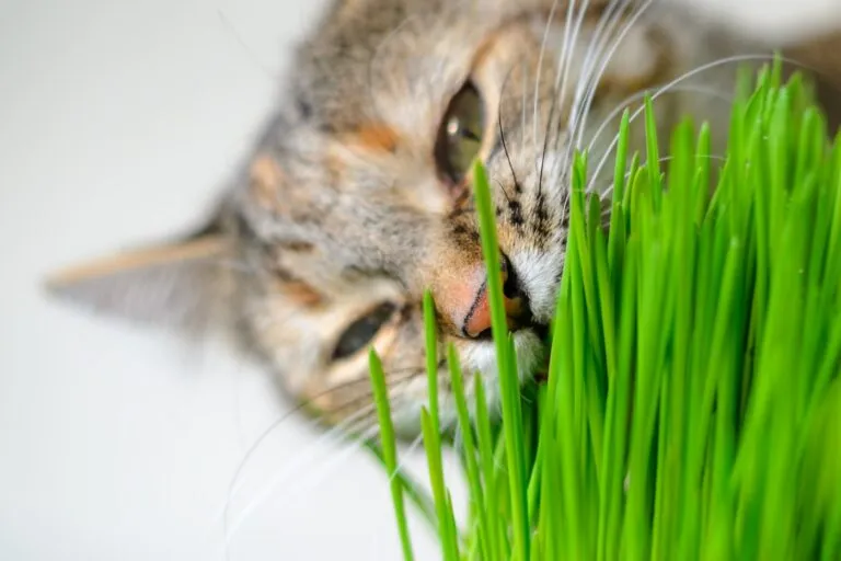 Cats enjoy eating grass