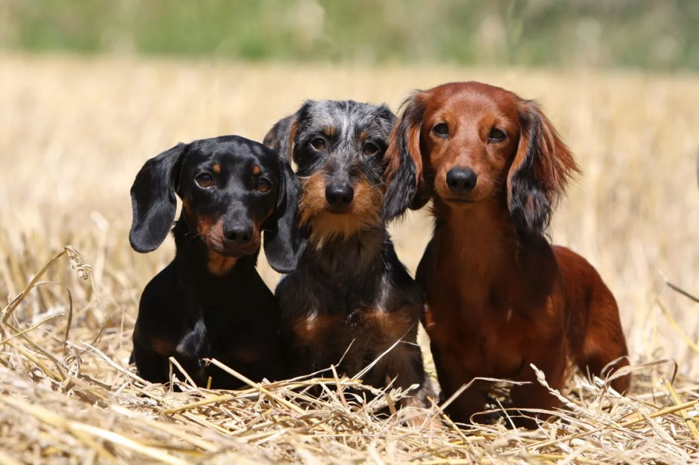 Three dachshunds with different colours