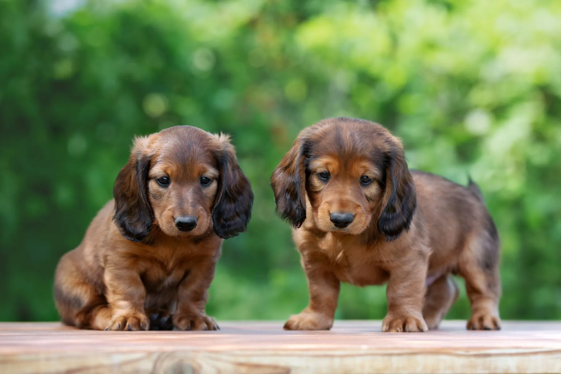 Two Dachshund puppies training