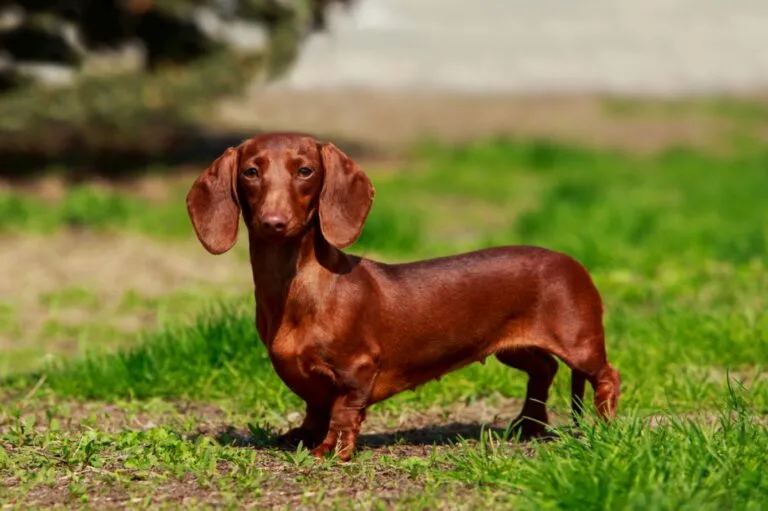 Dachshunds dogs short legs