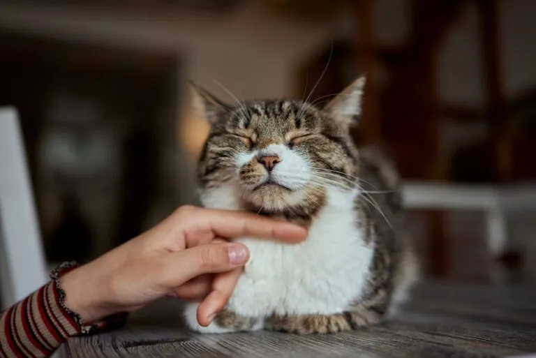 Cat years to human years