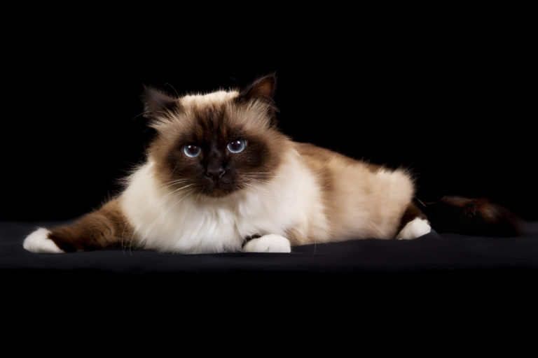 Purebred Birman cat