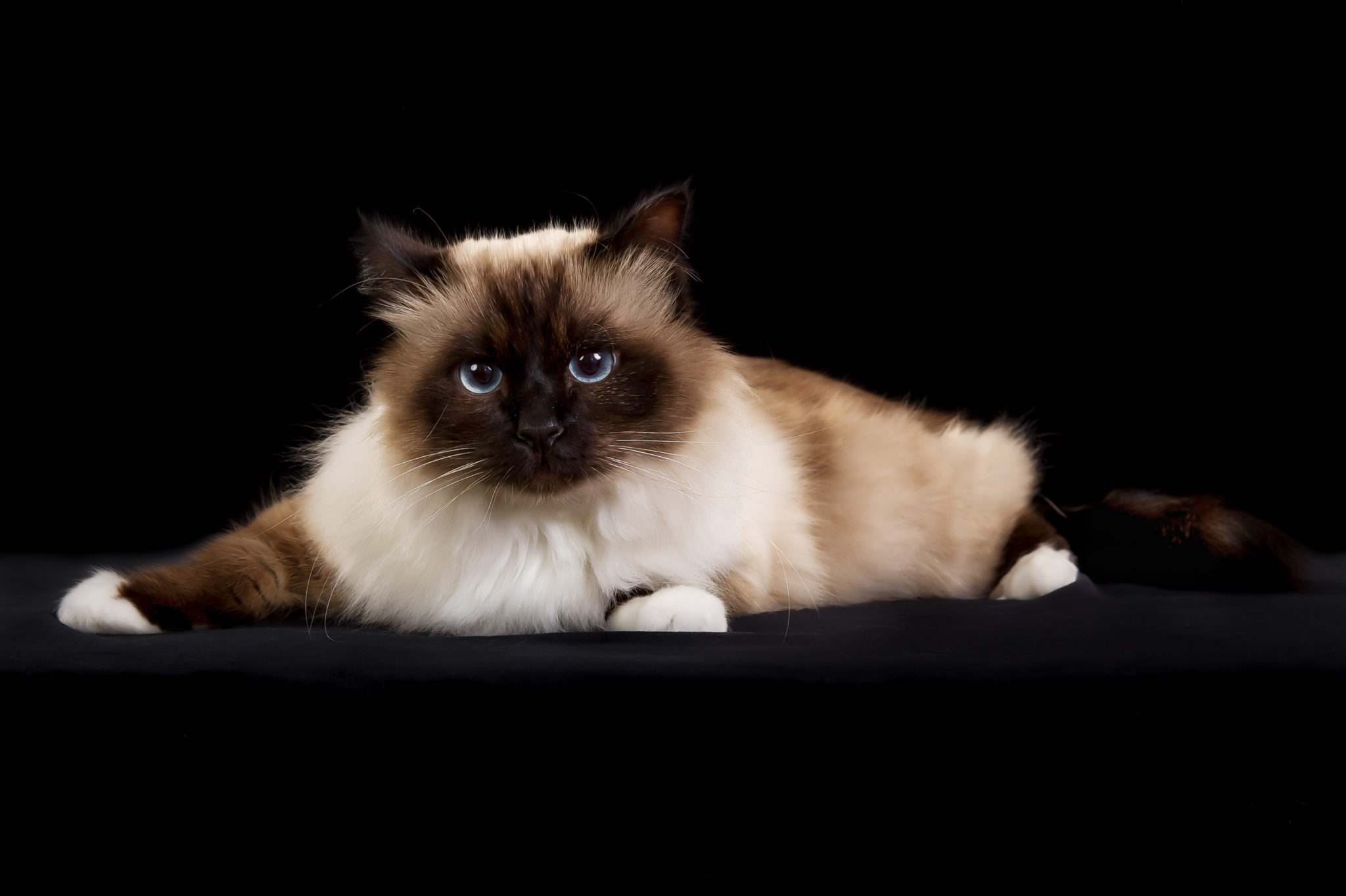 Birman Zooplus Magazine