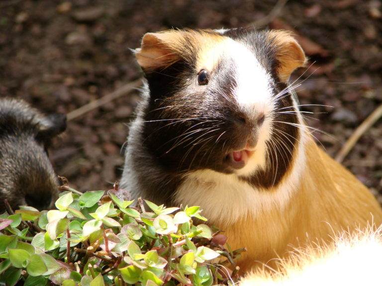 guinea pig language - understanding your guinea pig