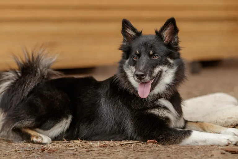 Icelandic Sheepdog Icelandic Sheepdog