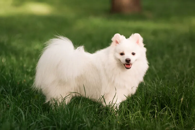 Japanese Spitz Japanese Spitz