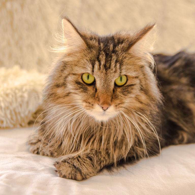 norwegian longhair cat