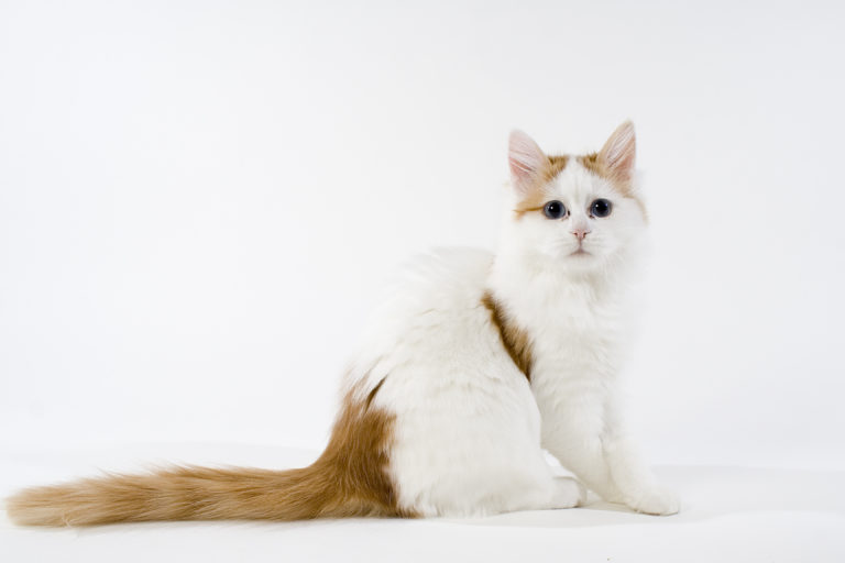 Turkish van cat breed