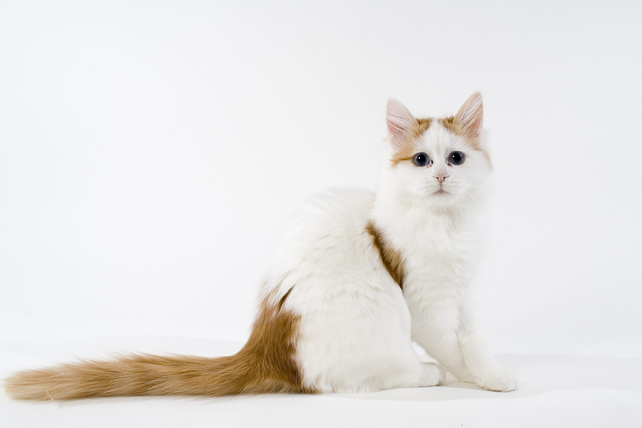 Turkish Van Cat Price Uk