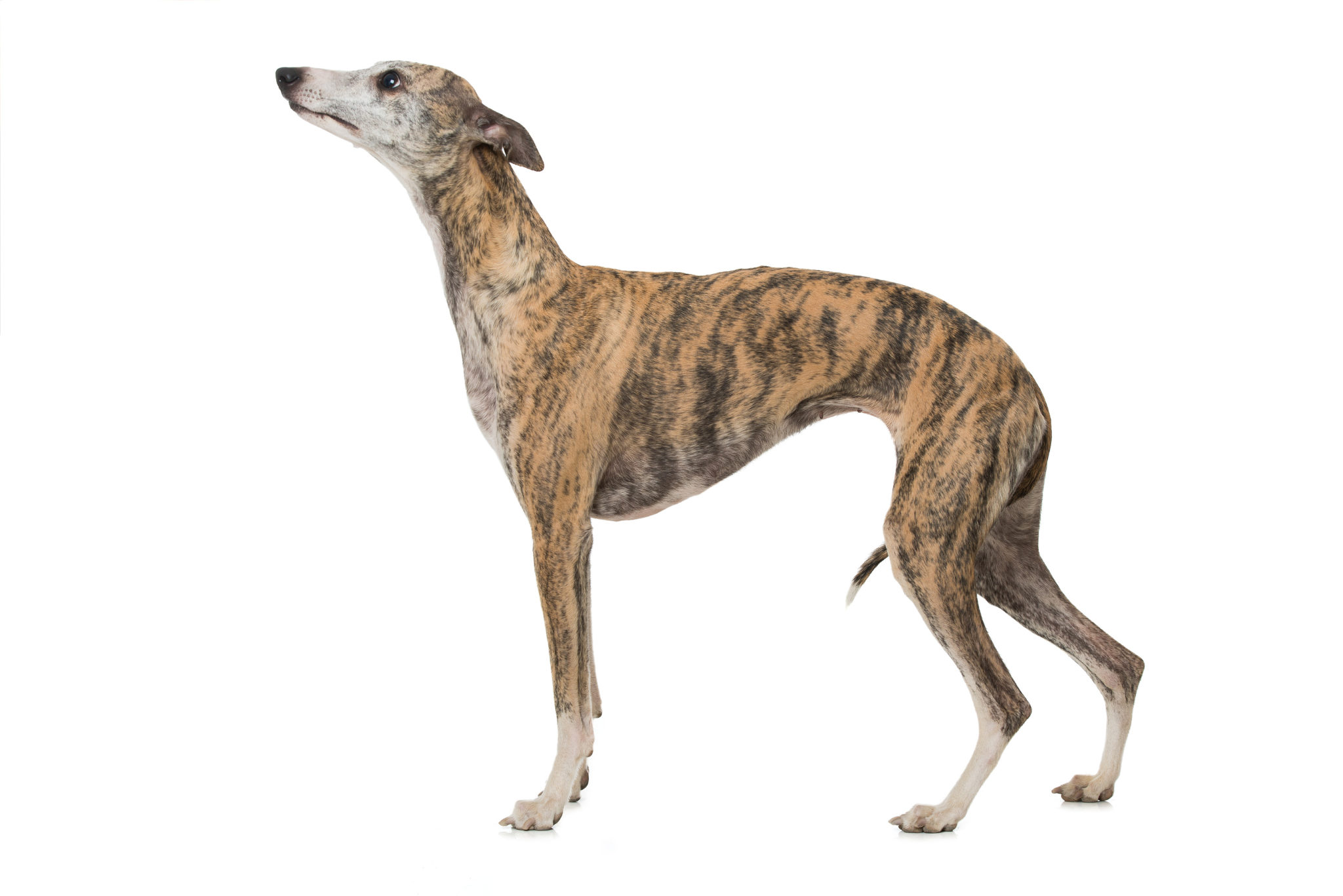 a dog breed called whippet