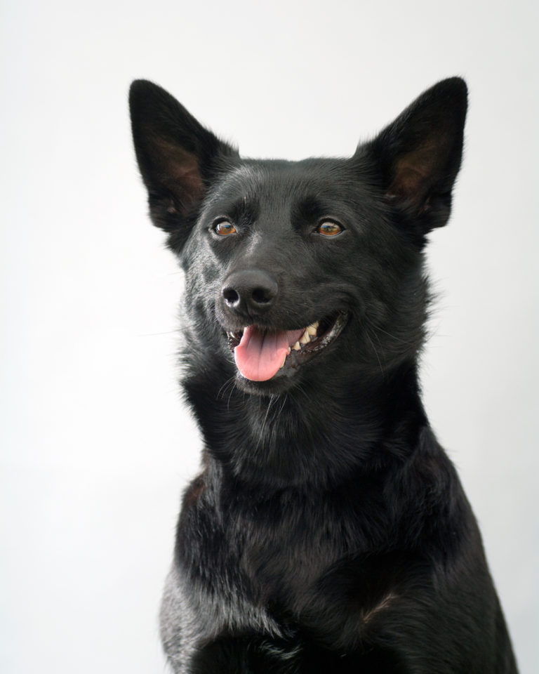 black australian kelpie