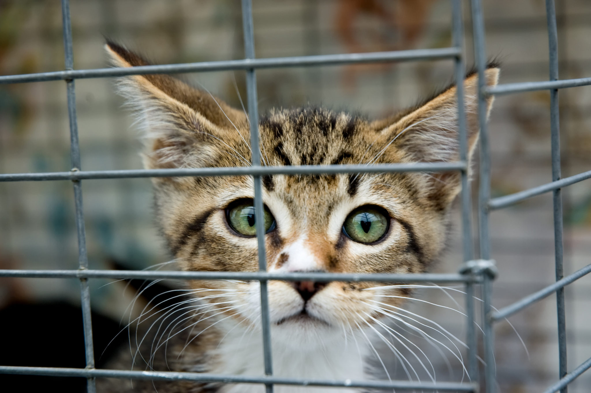 Breeder, Animal Shelter or Adoption – Where to Find Your Dream Cat? -  zooplus Magazine