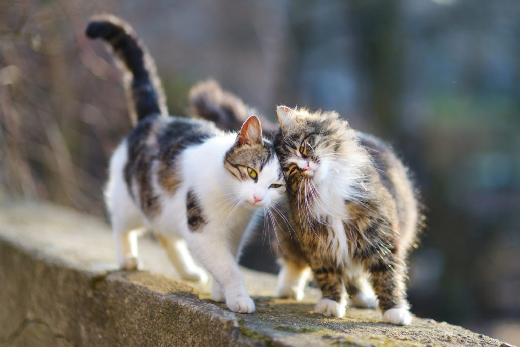 two cats in love - male and female cat