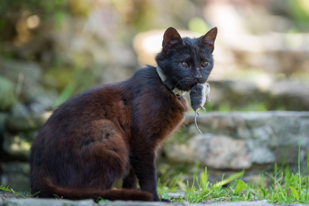 Cat playing with a dead mole