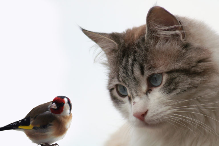 cat and bird cohabitation - living together