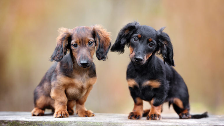 dachshund breed