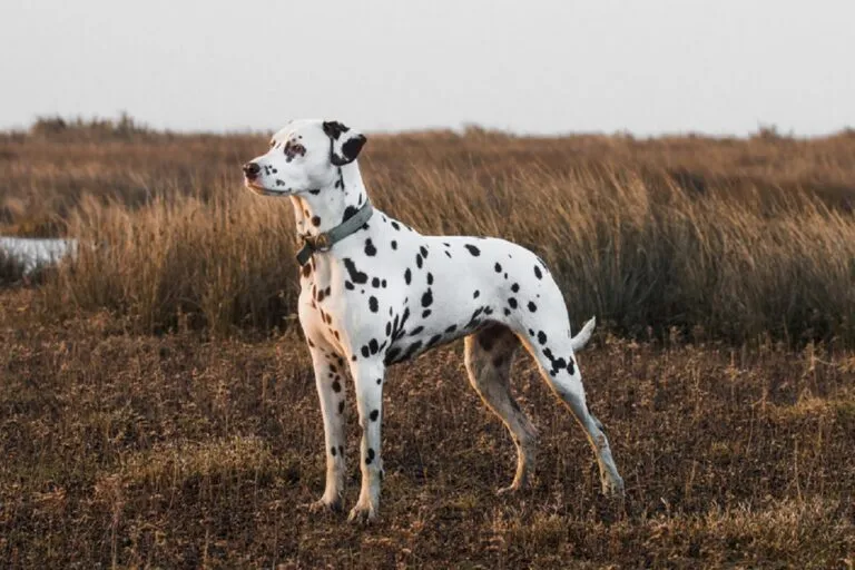 Dalmatians have an athletic build