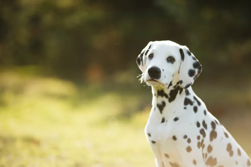 Dalmatians like to be active and energetic