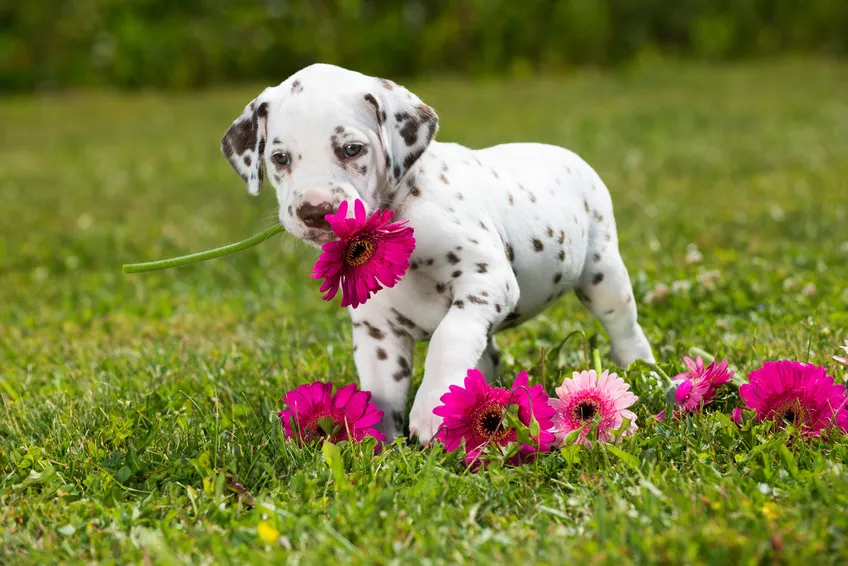 Dalmatian puppy is born white