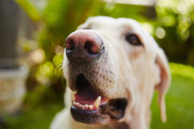 Dog senses - smell