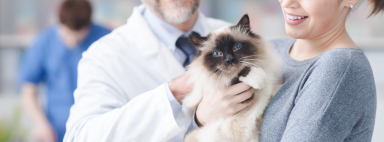Urinary tract diseases cats