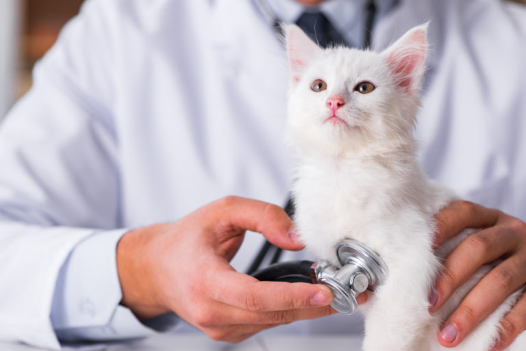 First Vet Visit Cat