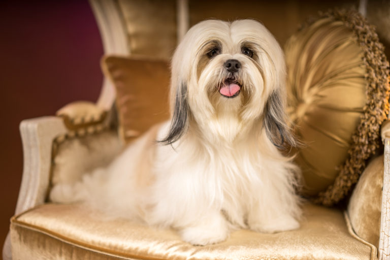 Shih Tzu dog breed