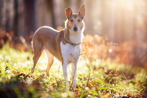 Smooth Collie dog breed