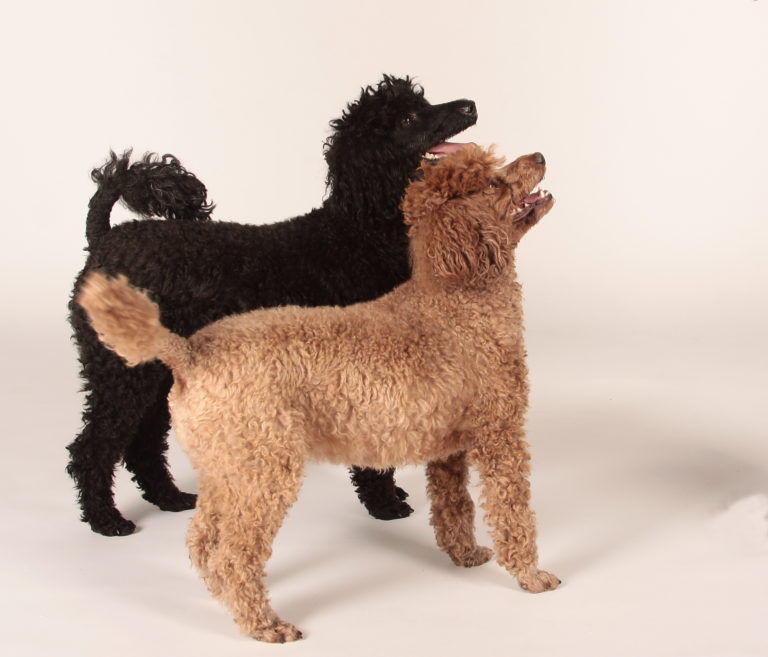 Miniature Poodle