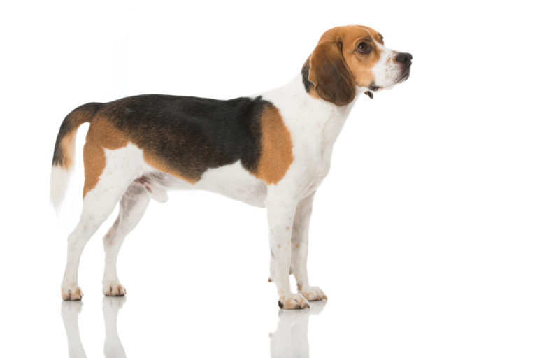 Beagle dog breed